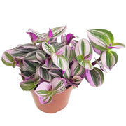 Tradescantia albif. "Nanouk" 12/20 Plants Almost Paradise Berlin